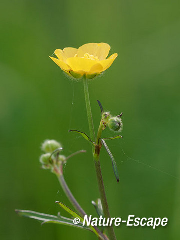 Scherpe boterbloem, bloem, bloei, bloemendijken, Zuid-Beveland 2 110515