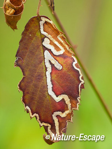 Braam, oud blad, met mineergangen, mineerders, Wildrijk 1 08515