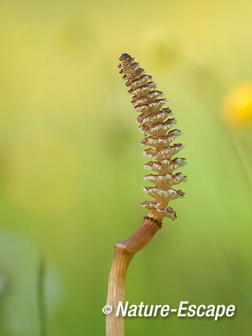 Akkerpaardenstaart, heermoes, sporenkapsel, Middenduin 3 170515