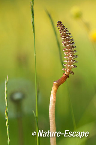 Akkerpaardenstaart, heermoes, sporenkapsel, Middenduin 2 170515