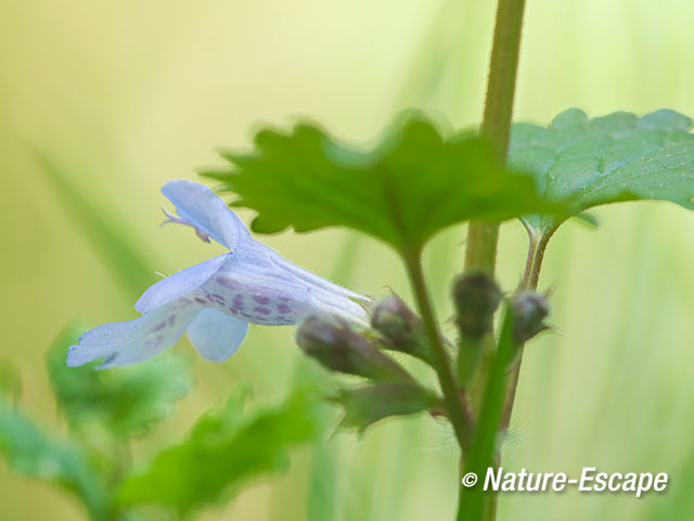 Hondsdraf, bloemen, bloei, Middenduin 1 170515