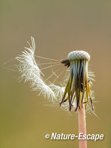 Paardenbloem, zaadpluis, Zwanenwater 1 240515