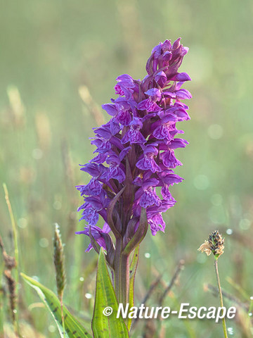 Rietorchis, bloemen, bloei, Zwanenwater 1 240515