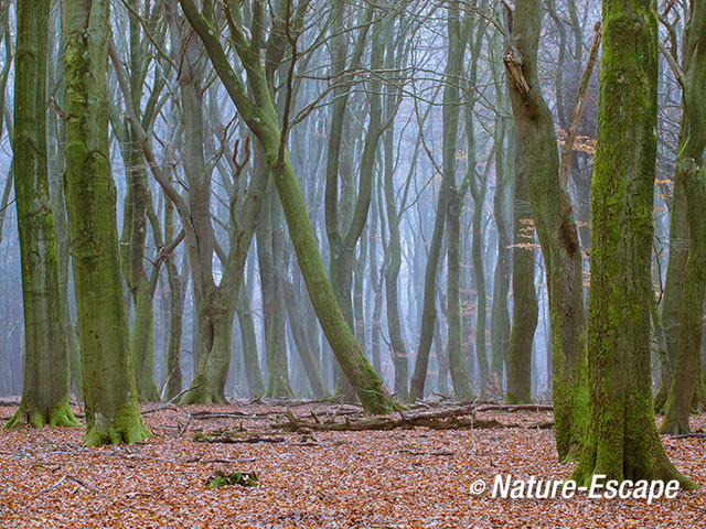 Beuk, beuken, dansende bomen, Speulderbos3 261116