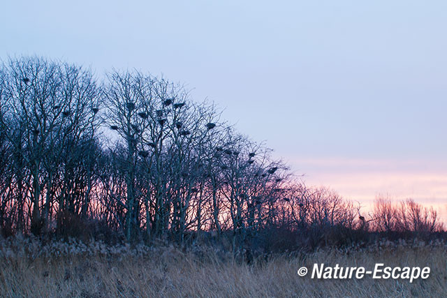 Aalscholver, aalscholverkolonie, winter, zonsopkomst NHD Castricum1  280117