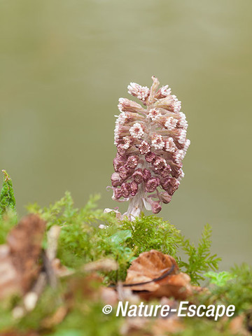 Groot hoefblad, bloemknoppen, Elswout 1 040317