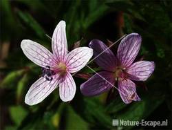 Geranium asphodeloides tW2