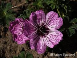 Geranium 'Ballerina' tW2