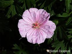 Geranium sanguineum 'Striatum' tW2