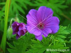 Geranium 'Tiny Monster' tW