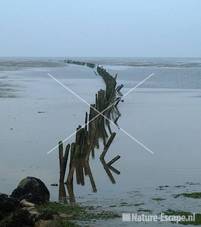 Palen in Waddenzee bij havenhoofd Den Oever 12