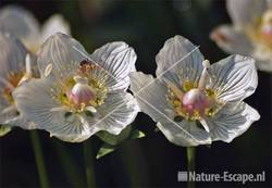 Parnassia Zww1