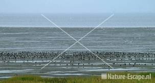 Scholeksters op wad bij Den Oever