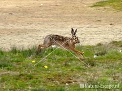 Haas rennend Castricummerpolder 2