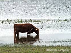 Schotse hooglander NPZK2