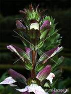 Acanthus mollis Beeckestijn 2