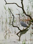 Blauwe reiger Hijm NHD Castricum 16