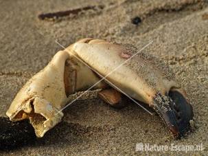 Krabbenpoot op strand bij Noordpier 4