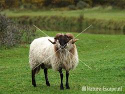 Drents heideschaap AWD8