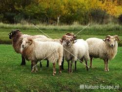 Drents heideschapen AWD12