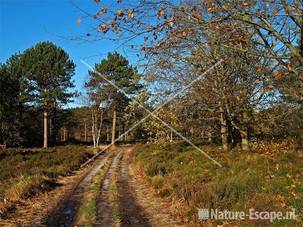 Duinlandschap SBB SChoorl 10