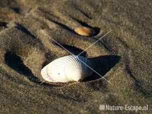 Kokkel lege schelp op strand bij Noordpier 2