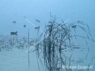 Meerkoeten in de mist Oosterplas NPZK