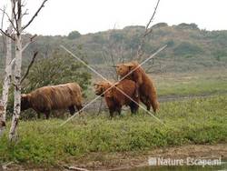 Schotse hooglanders bij Vogelmeer NPZK12