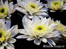 Chrysant 'Euro' Dekker Chrysanten 6