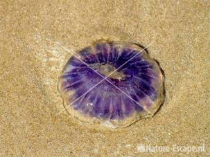 Blauwe haarkwal strand bij de Kerf Schoorl 1