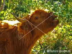 Schotse hooglander NPZK1