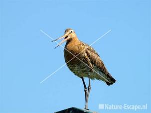 Grutto Castricummerpolder 13