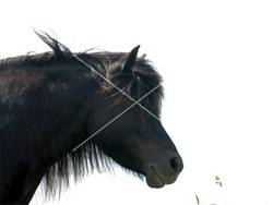 Shetland pony Aagtendijk 1