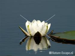 Waterlelie, bloem Purperreiger wandeling 1