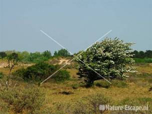 Meidoorn in de duinen NHD Castricum 6