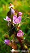 Slanke duingentiaan, flowers NHD Egmond 4