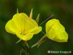 Teunisbloem NHD Castricum 1