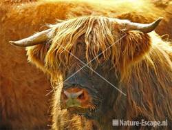 Schotse hooglander in een sloot Wormer 2