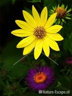 Helianthus 'Lemon Queen' en Aster n-a 'Violetta'  tW1