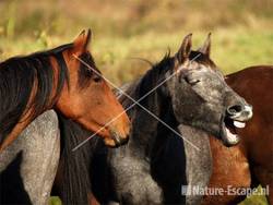 Paard, gapend, Groote Peel