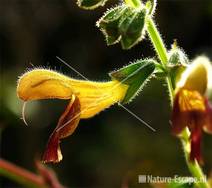 Salie 'Amber', detail bloem tW1