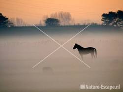 Paard in nevelen Zwaansmeerpad 1