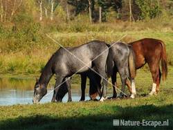 Paarden in de Groote Peel 1