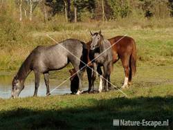 Paarden in de Groote Peel 2