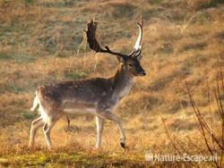 Damhert, bok AWD10