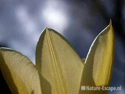 Tulp fosteriana 'Purissima' tW2