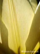 Tulp fosteriana 'Purissima' tW4