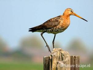 Grutto op paal tegen blauwe lucht Zwmp1