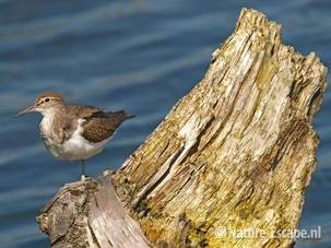 Oeverloper op stronk van berk Vogelmeer NPZK7