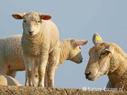 Schaap, ooi met lammeren Busch en Dam 7